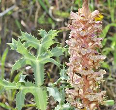 Orobanche amethystea