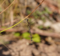 Eusynthemis virgula
