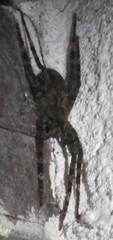 Ctenidae