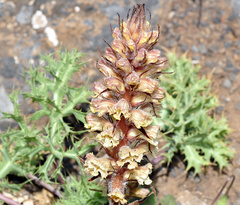 Orobanche amethystea