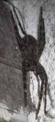 Ctenidae