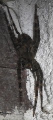 Ctenidae