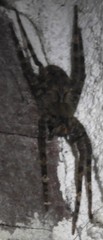 Ctenidae