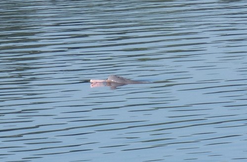Amazon River Dolphin