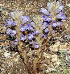 Phelipanche arenaria