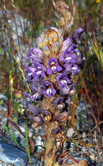 Phelipanche arenaria
