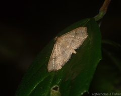 Addaea subtessellata