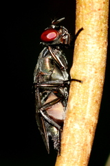 Tephritoidea