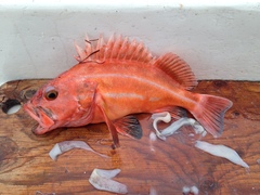 Sebastes ruberrimus