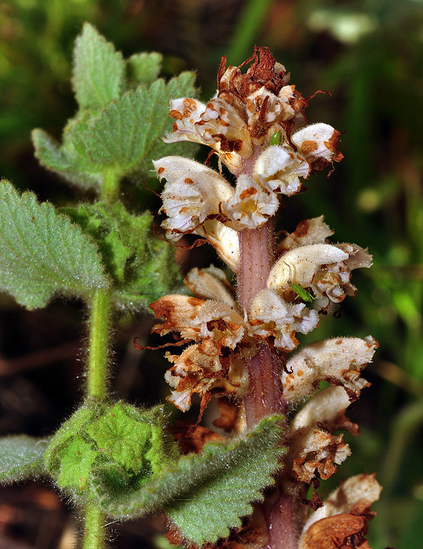Orobanche ballotae
