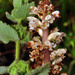 Orobanche ballotae - Photo (c) faluke, some rights reserved (CC BY-NC), uploaded by faluke