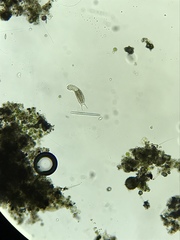 Gastrotricha