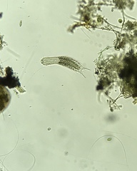Gastrotricha