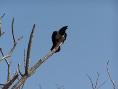 Corvus albus