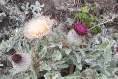 Cirsium occidentale compactum
