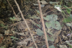 Scolecophis atrocinctus