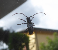 Pogonocherus hispidulus