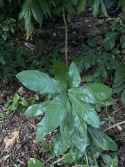 Ochna atropurpurea