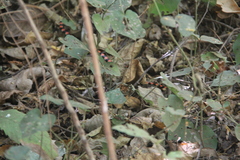 Scolecophis atrocinctus