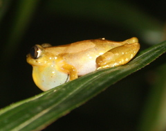 Afrixalus nigeriensis