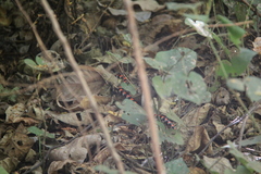 Scolecophis atrocinctus