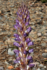 Orobanche cernua