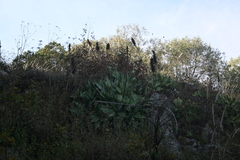 Agave mitis