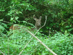 Rusa unicolor