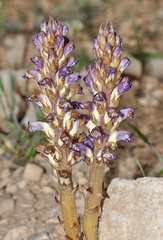 Orobanche cernua