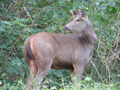 Rusa unicolor