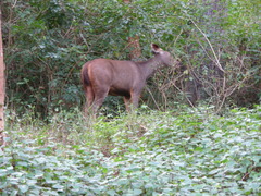 Rusa unicolor