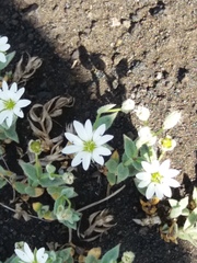 Stellaria eschscholtziana