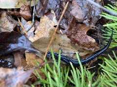 Plethodon glutinosus