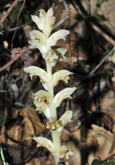 Orobanche clausonis