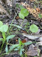Hydrocotyle umbellata image
