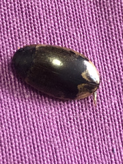 Thermonectus