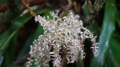 Helmholtzia glaberrima