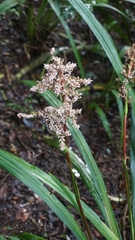 Helmholtzia glaberrima