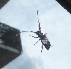 Pogonocherus hispidulus