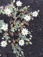 Stellaria eschscholtziana