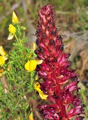 Orobanche foetida
