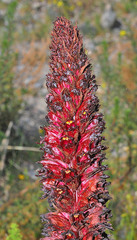 Orobanche foetida