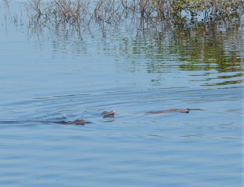 Amazon River Dolphin