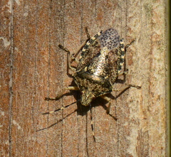 Rhaphigaster nebulosa