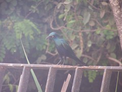 Lamprotornis chalybaeus