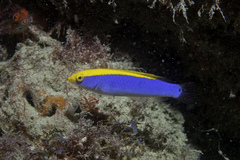 Halichoeres dimidiatus