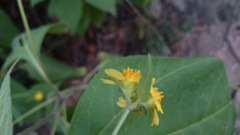 Greenmaniella resinosa