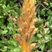 Orobanche haenseleri - Photo (c) faluke, some rights reserved (CC BY-NC), uploaded by faluke