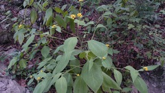 Greenmaniella resinosa