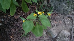 Greenmaniella resinosa